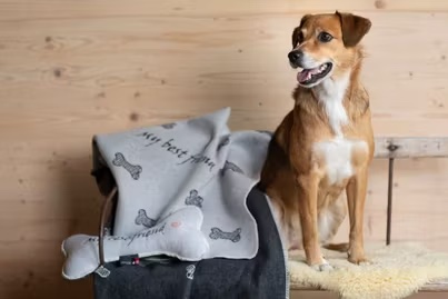 David Fussenegger Haustierdecke My best friend Farbe Filz 70x90cm