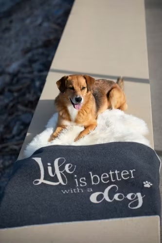 David Fussenegger Haustierdecke Life is better Farbe Anthrazit 100x140cm